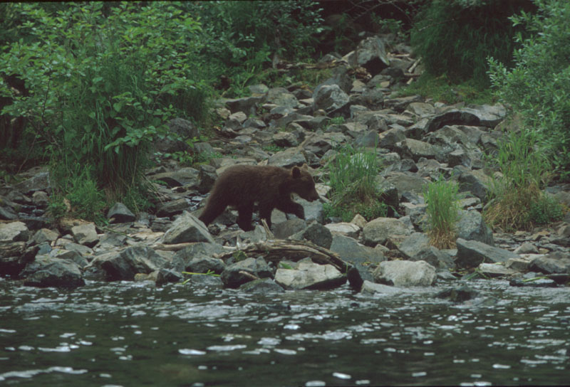 Bear Cub