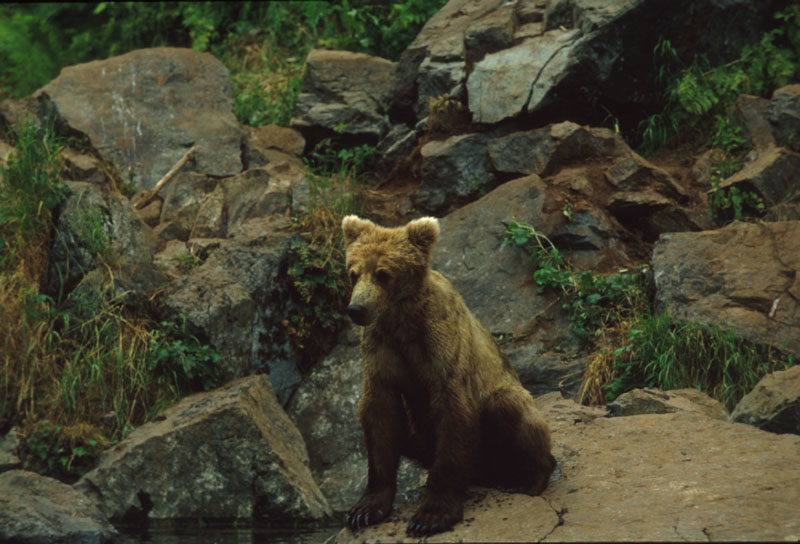 Bear Sitting on Rocks