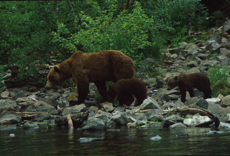 Bear and Cubs