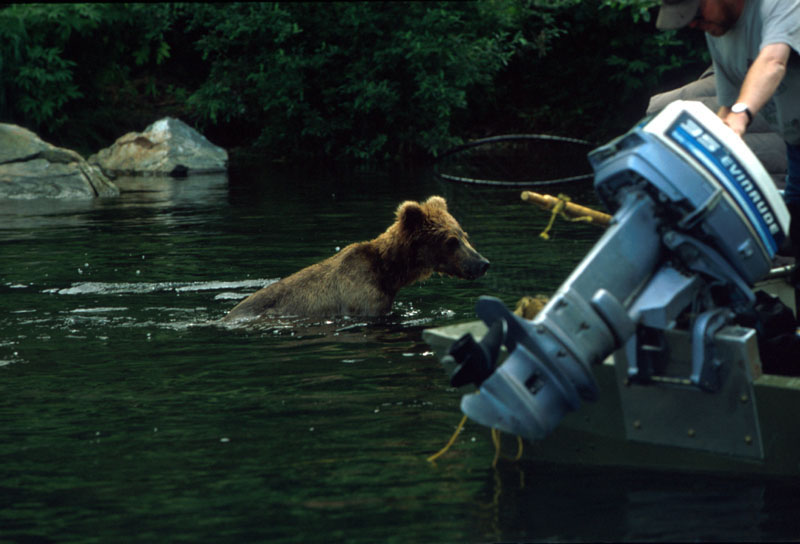 Bear by Boat