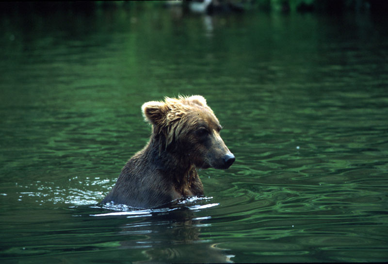 Bear in Water 2