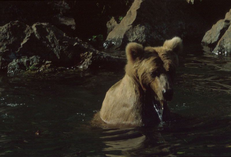 Bear in Water 4