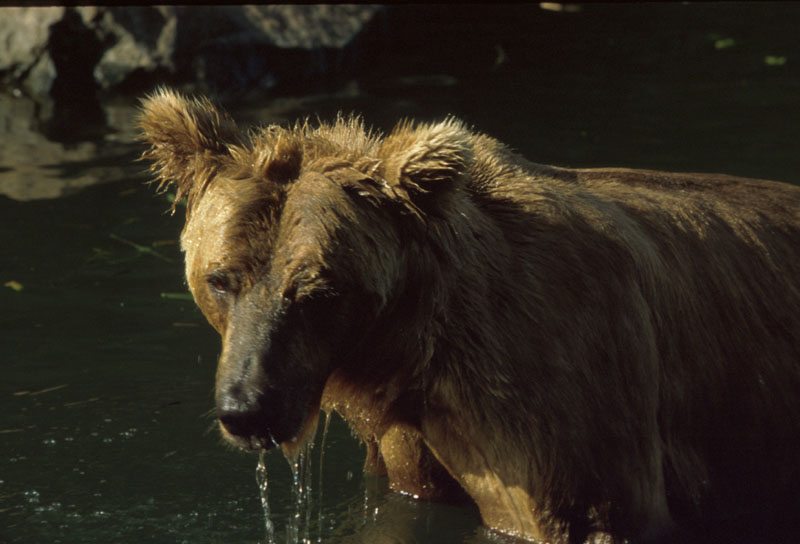 Bear in Water 7