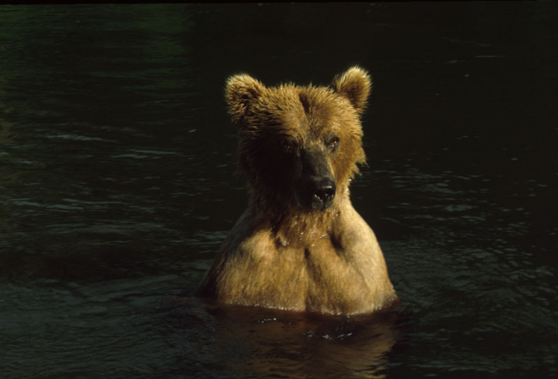 Bear in Water 8