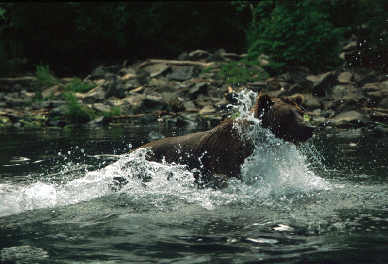 Bear in Water