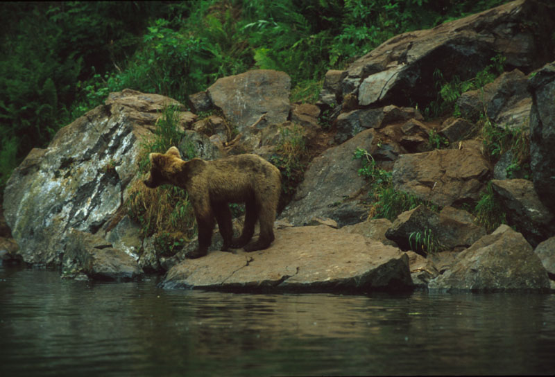 Bear on Rocks