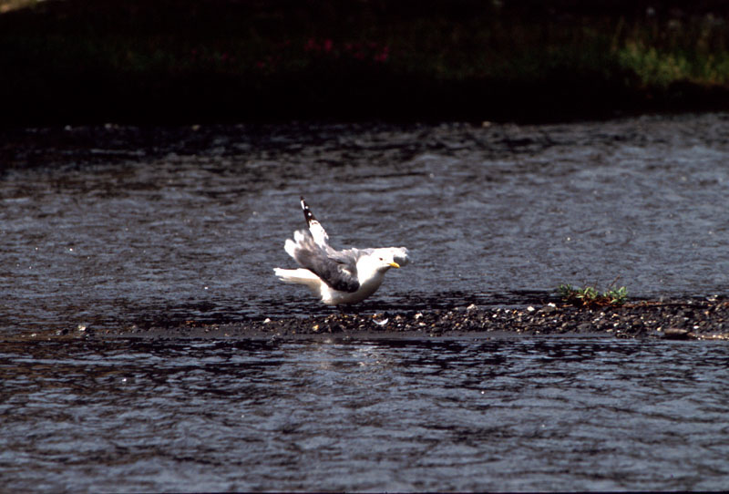 Bird by River 2