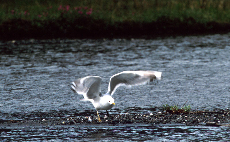 Bird by River 3