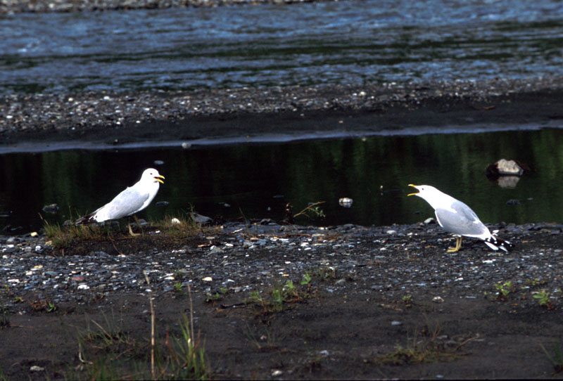 Birds Arguing