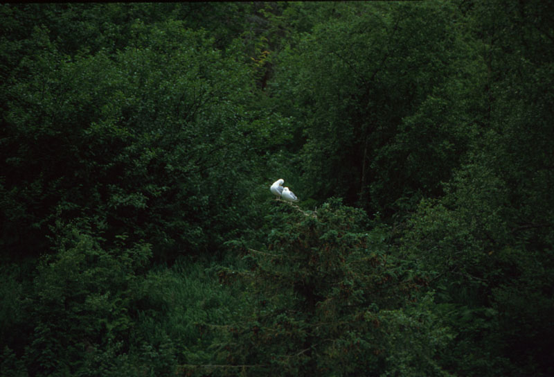 Birds in Trees