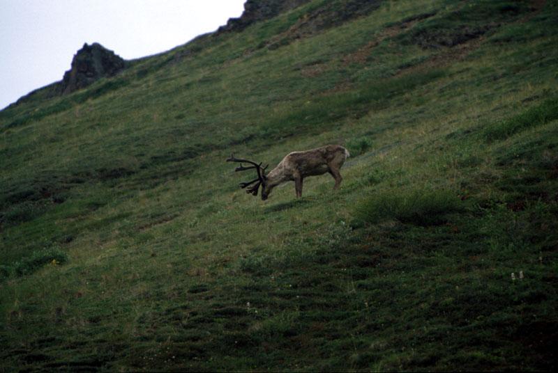 Caribbou on Hillside