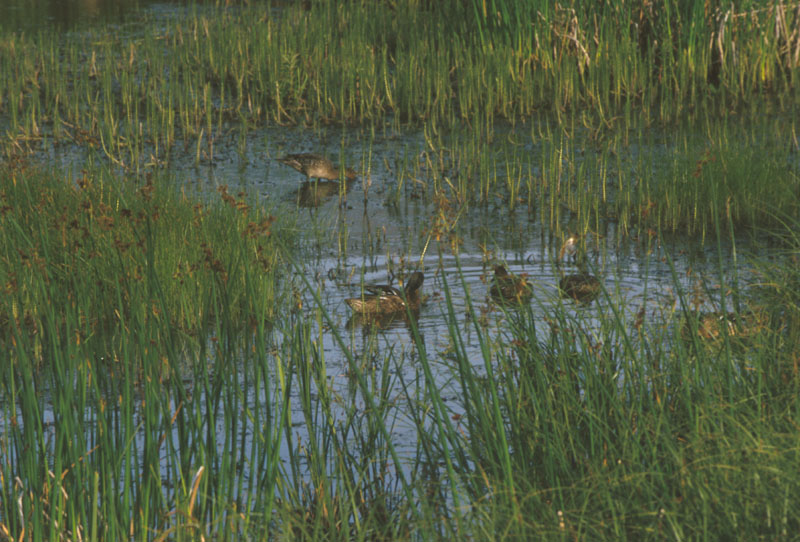 Ducks in Marsh