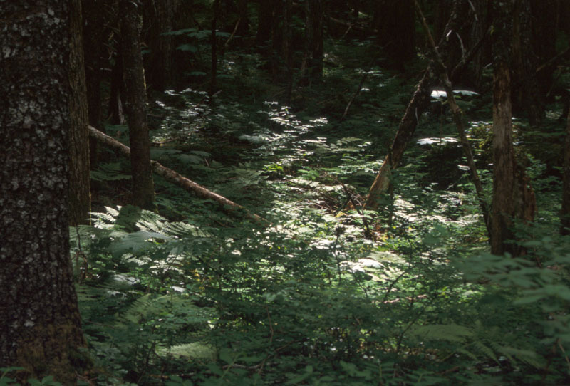 Ferns in Forest