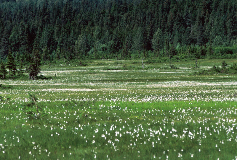 Field of White Flowers