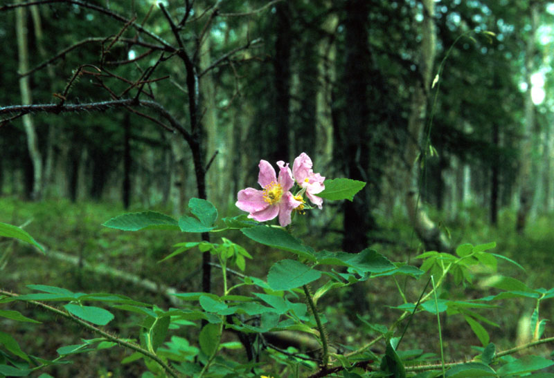 Flower in Forest