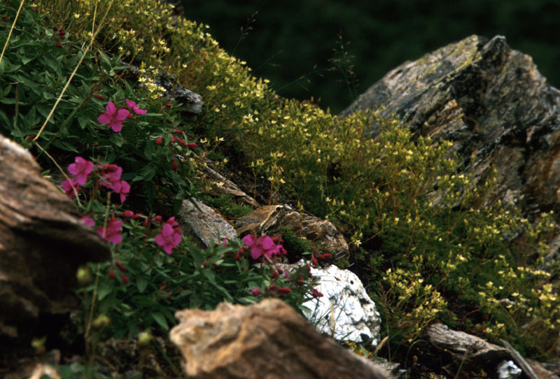 Flowers on Hillside