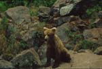 Bear Sitting on Rocks