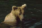 Bear in Water 5