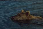 Bear in Water 6