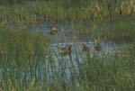 Ducks in Marsh