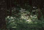 Ferns in Forest