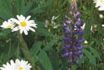 Garden Flowers