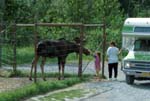 Girl Petting Moose