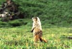 Marmot Standing