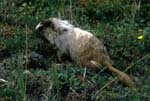 Marmot in Field